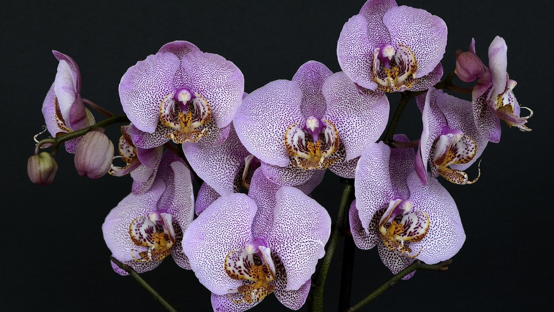 Purple orchids against a dark background