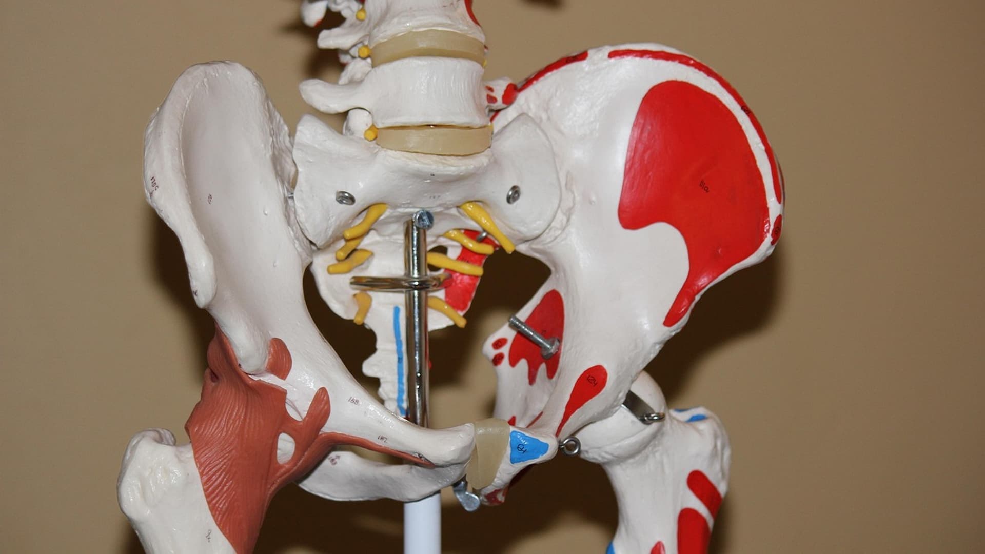 Anatomical model of the pelvis and hip joint