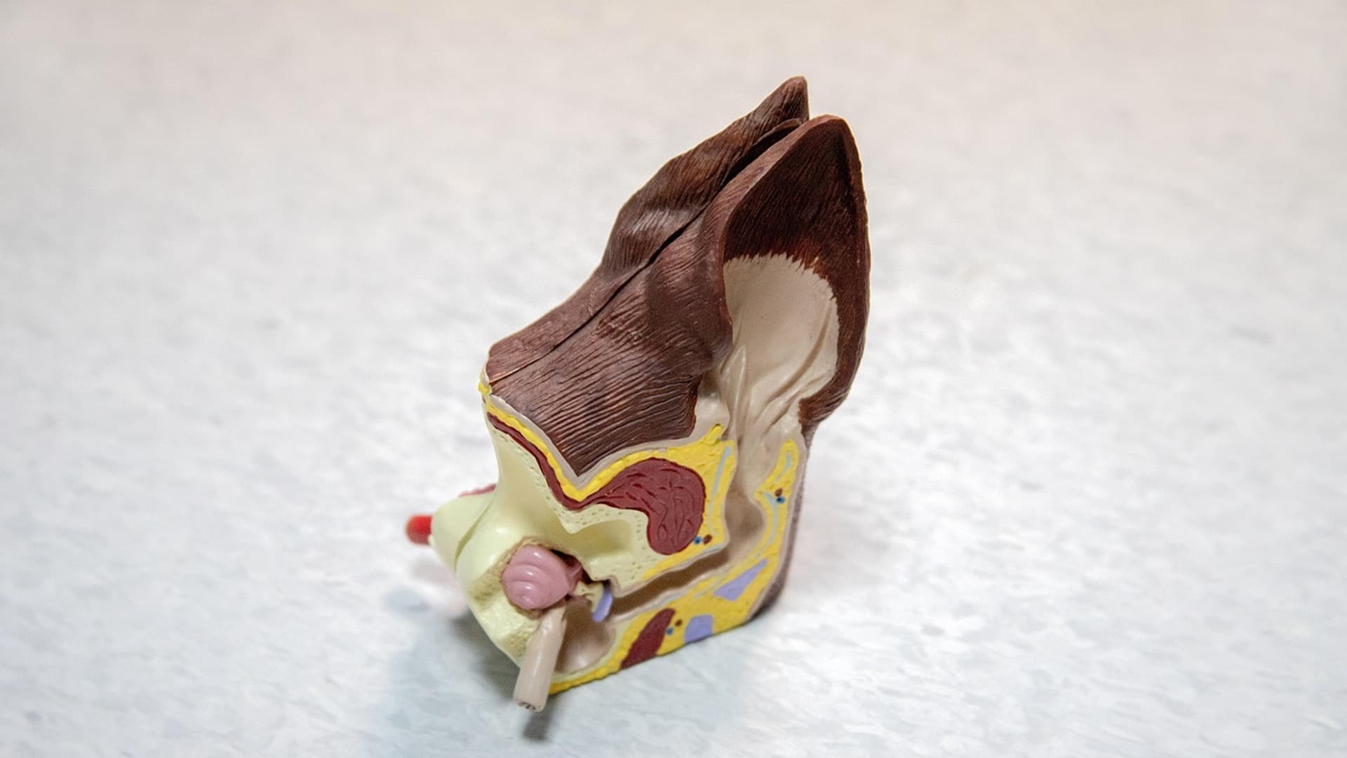 Anatomical model of the human ear